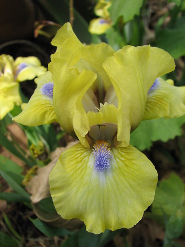 dwarf iris 'Iris Chant'