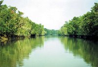 Sundarbans forest