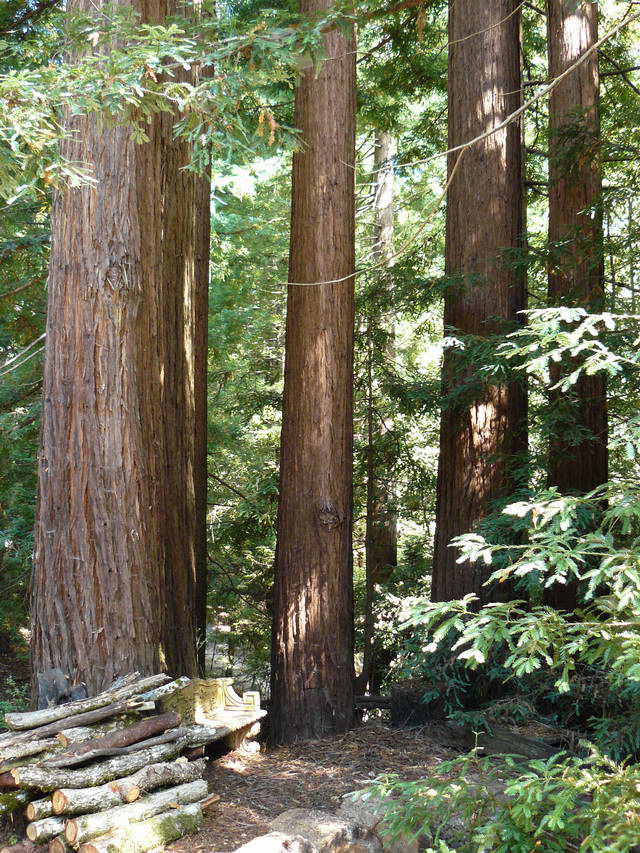 3. Looking at an (adolescent) redwood cathedral grove (no zoom) (photographer: Michael McNeil)