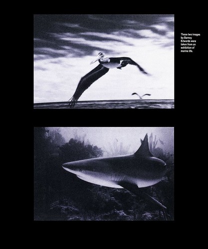 Barney Edwards_ shark & pelican_noirr-image