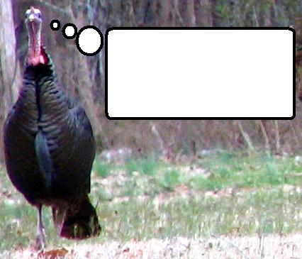 For the kids!  What is Tom the Turkey thinking?