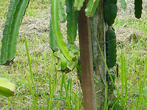 unripe dragonfruit