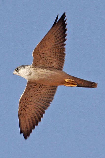 032054-IMG_4813 Grey Falcon (Falco hypoleucos)