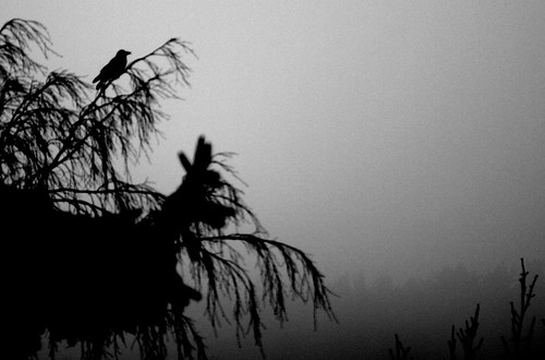 Birdie in the fog
