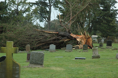 Fallen Tree