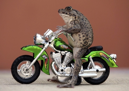 Frog Posing on Miniature Motorcycle