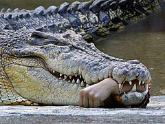 Hungry Hungry Gators