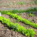 Batavia lettuce bulking out