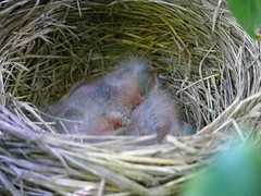ooooohhhhh, babies... baby robins...