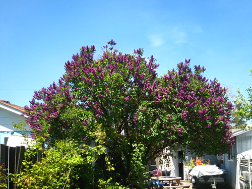 lavendar tree