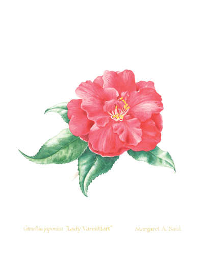 Camellia_3_image