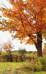 Fall 2007 in N.E. Ohio