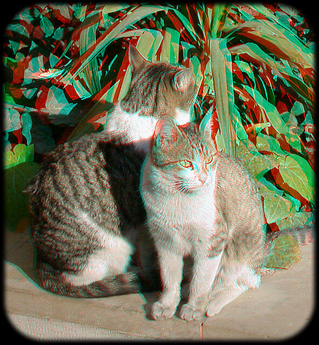 You need Red Cyan glasses Cats Anaglyph 3D 