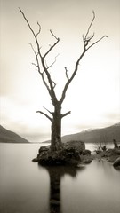 Tarbet Tree, Loch Lomond