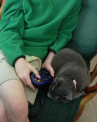 Unsuspecting Cat and the Video Game