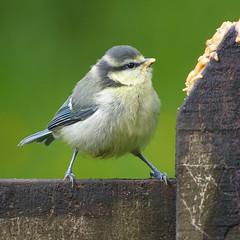 Young Blue Tit 1