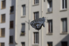Papillon sur une vitre