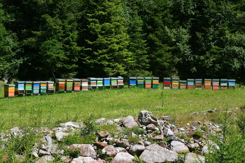 beehives by _edivad, on Flickr
