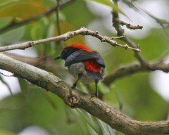 Scarlet-backed Flowerpecker, male