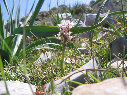 orchid among rocks