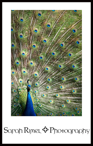 web peacock