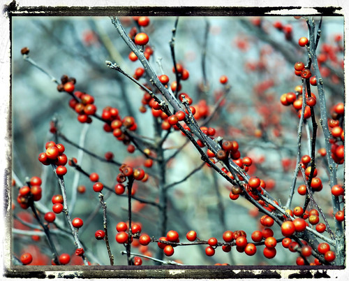 :: winter berries ::