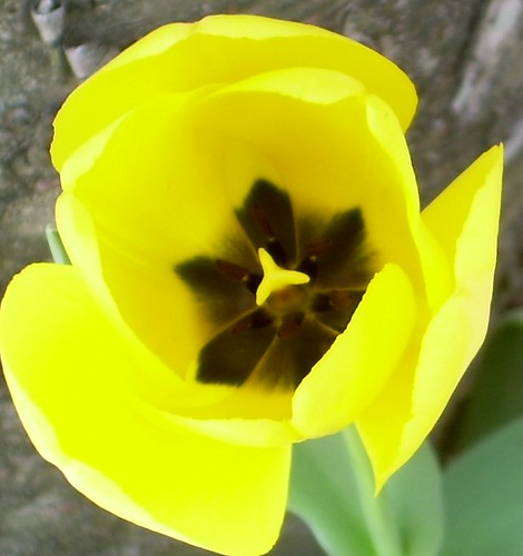 tulip close
