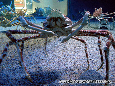 The delicious Hokkaido King Crab, live
