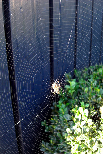 Spider in his Web