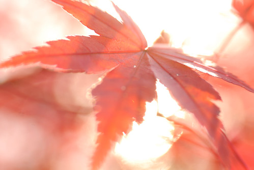 autumn leaf(white)