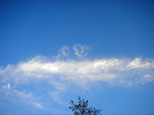 sky and birds