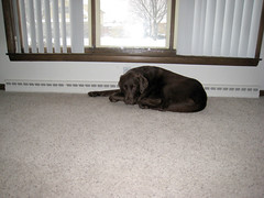 Dakota resting in front of HER heating vent