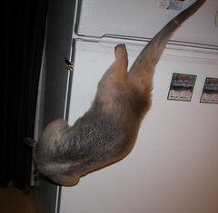 Stewie Atempts to raid the fridge