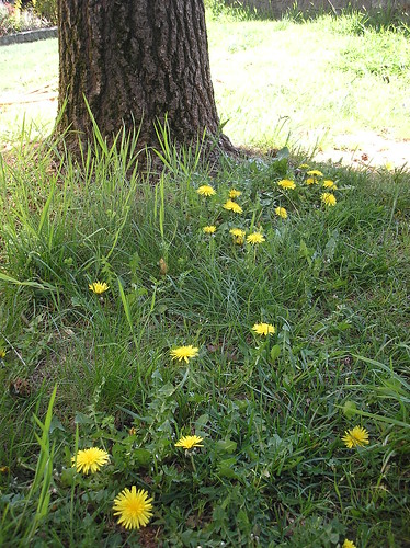 dandelions with tree