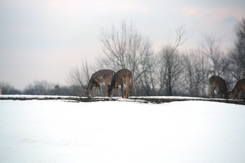Two Deer in Back Yard