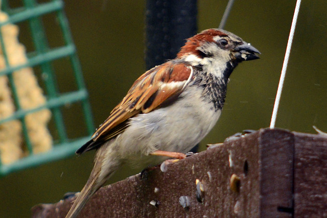 wet sparrow