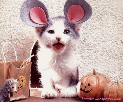 Tags: Animals, Cats, costumes, Cute, Funny, halloween, pets, pictures