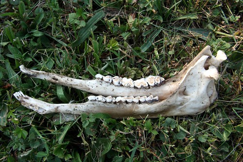 Deer Jaws and Teeth
