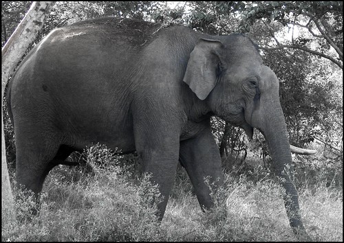 Elephant @ Bandipur