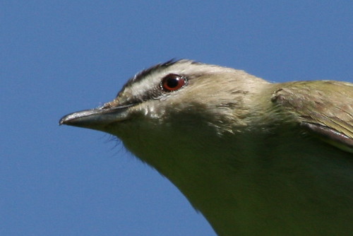 Red-eyed Vireo {Vireo olivaceus}