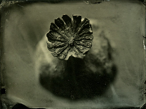collodion202 by luphot