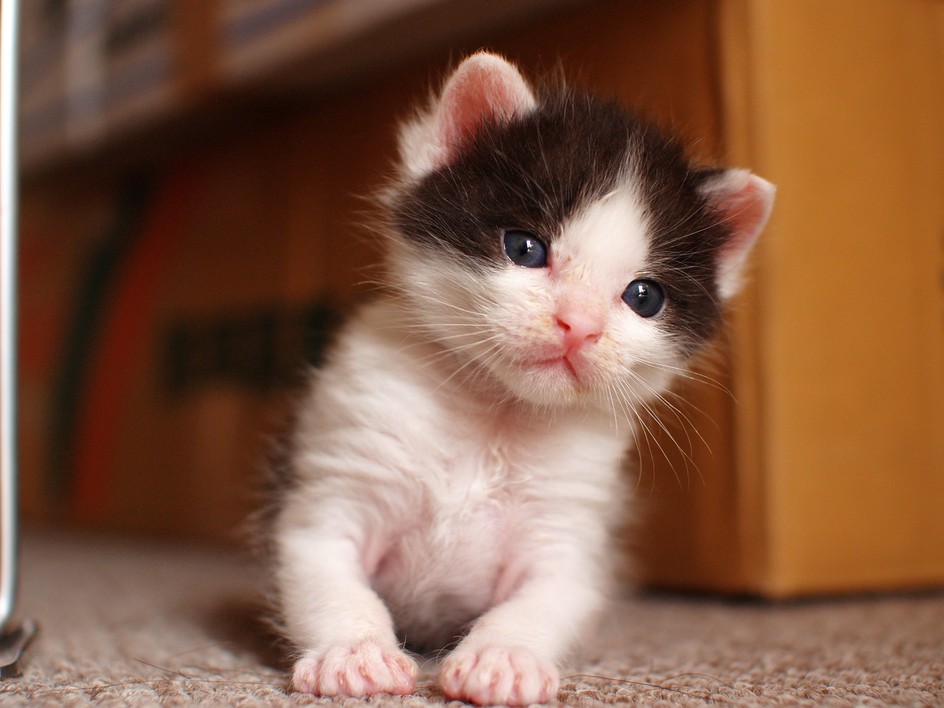 フリー画像 動物写真 哺乳類 ネコ科 猫 ネコ 子猫 超癒し系 かわいい動物の赤ちゃん画像 Naver まとめ