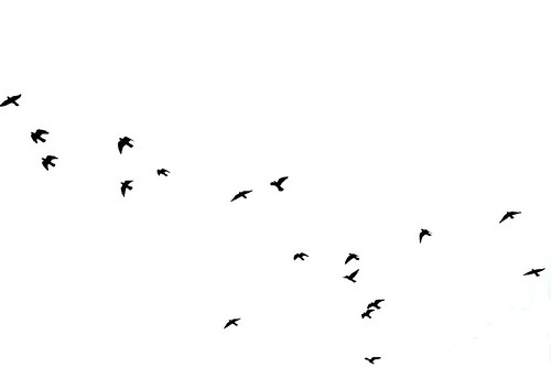  birds flying high, you know how i feel 