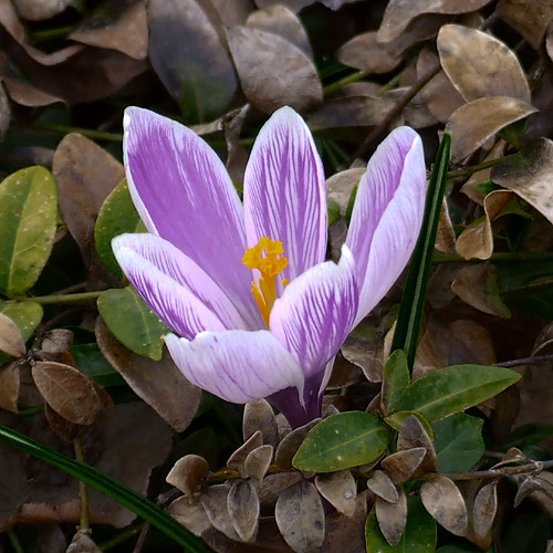 Missouri Botanical (Shaw's) Garden, in Saint Louis, Missouri, USA - purple flowers 2