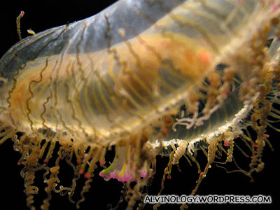 Close-up of a jellyfish with strange pink tentacles