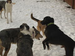 The Pack Playing