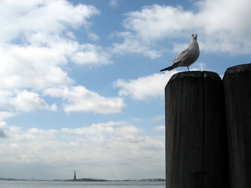 Seagull (and Statue of Liberty)