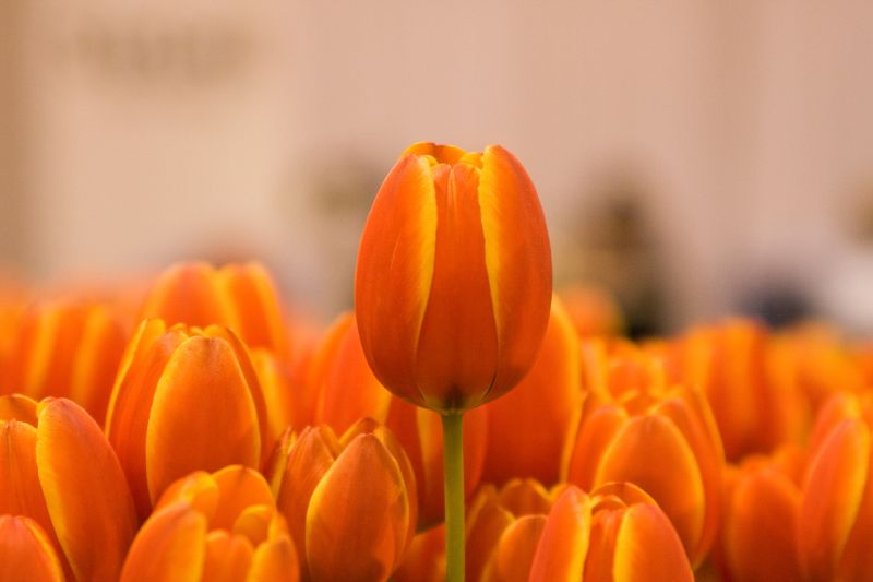Canada Blooms : Tulips