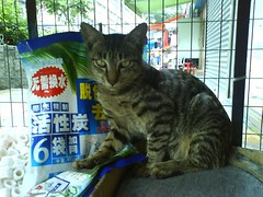 cat in Yuen long