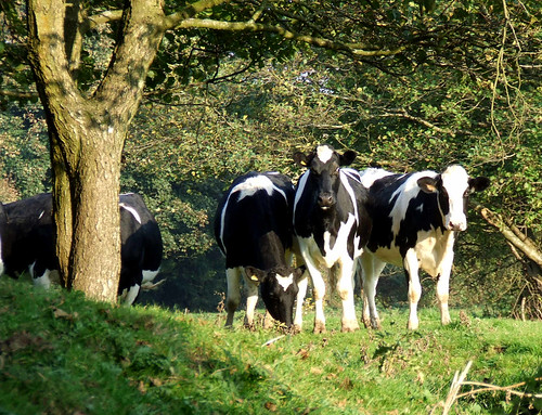 Cows in our field (3)